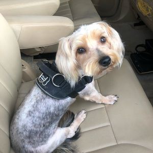 Meet your Posher, Mrs. Brown Eyes...SMOKE-FREE HM